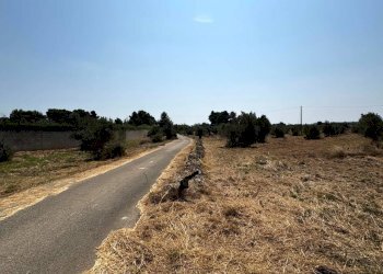 Foto 7 - Agricultural land Via per Sannicola, Sannicola - photo 7