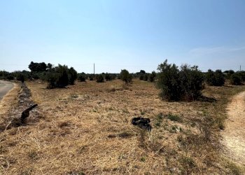 Foto 8 - Agricultural land Via per Sannicola, Sannicola - photo 8