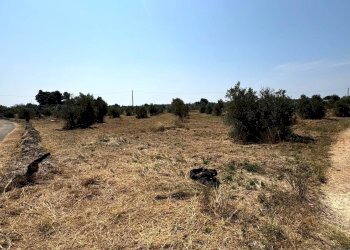 Foto 10 - Agricultural land Via per Sannicola, Sannicola - photo 10