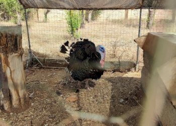 Foto 4 - Commercial Activity contrada castellana, Alezio - photo 4