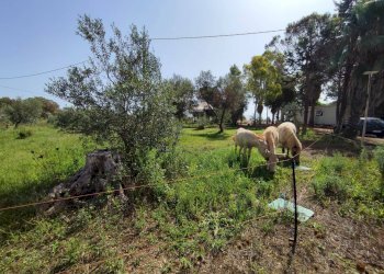 Foto 23 - Commercial Activity contrada castellana, Alezio - photo 23