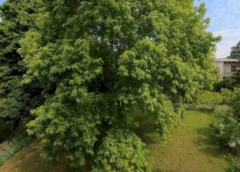 Villa Medesano - foto 44