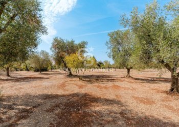 Foto 25 - Baita Contrada Santo Scalone
 
snc, Ostuni - foto 25