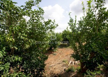 Foto 64 - Villa CONTARADA SAN GIACOMO, San Vito dei Normanni - foto 64