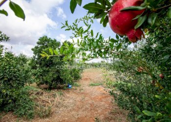 Foto 65 - Villa CONTARADA SAN GIACOMO, San Vito dei Normanni - foto 65