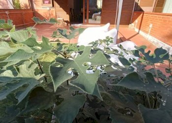 Giardino - Casa indipendente via Roma, Montelupo Fiorentino - foto 11