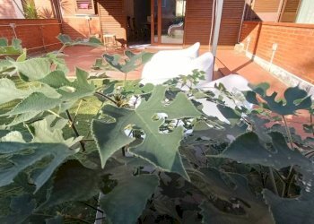 Giardino - Casa indipendente via Roma, Montelupo Fiorentino - foto 12