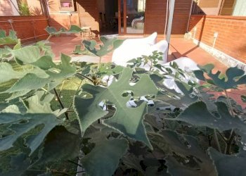 Giardino - Independent house via Roma, Montelupo Fiorentino - photo 13