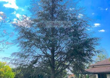 Foto 12 - Villa Pietrasanta - foto 12