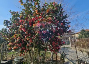 Casa semi indipendente Strada Della Verna, 12 
 Barca, Torino (zona Barca) - foto 49