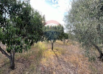 alberi - Villa Contrada Calma
 
37, Vieste - foto 17