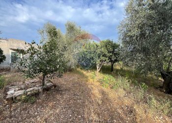 alberi - Villa Contrada Calma
 
37, Vieste - foto 18