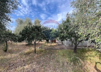 alberi - Villa Contrada Calma
 
37, Vieste - foto 19