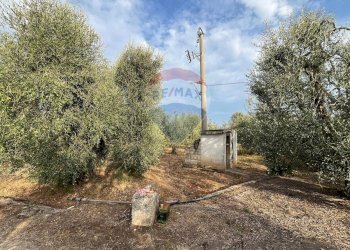 alberi - Villa Contrada Calma
 
37, Vieste - foto 20