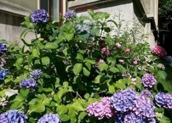 Giardino - Casa semi indipendente Corso Italia
 
56, Busto Arsizio - foto 20