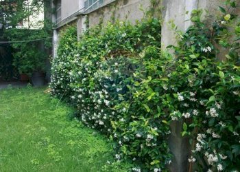 Giardino - Casa semi indipendente Corso Italia
 
56, Busto Arsizio - foto 21