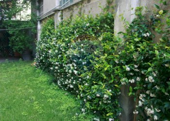 Giardino - Casa semi indipendente Corso Italia
 
56, Busto Arsizio - foto 22