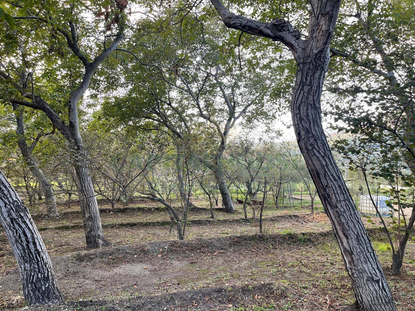 Foto 2 - Terreno agricolo via sa francesco, Avella - foto 2