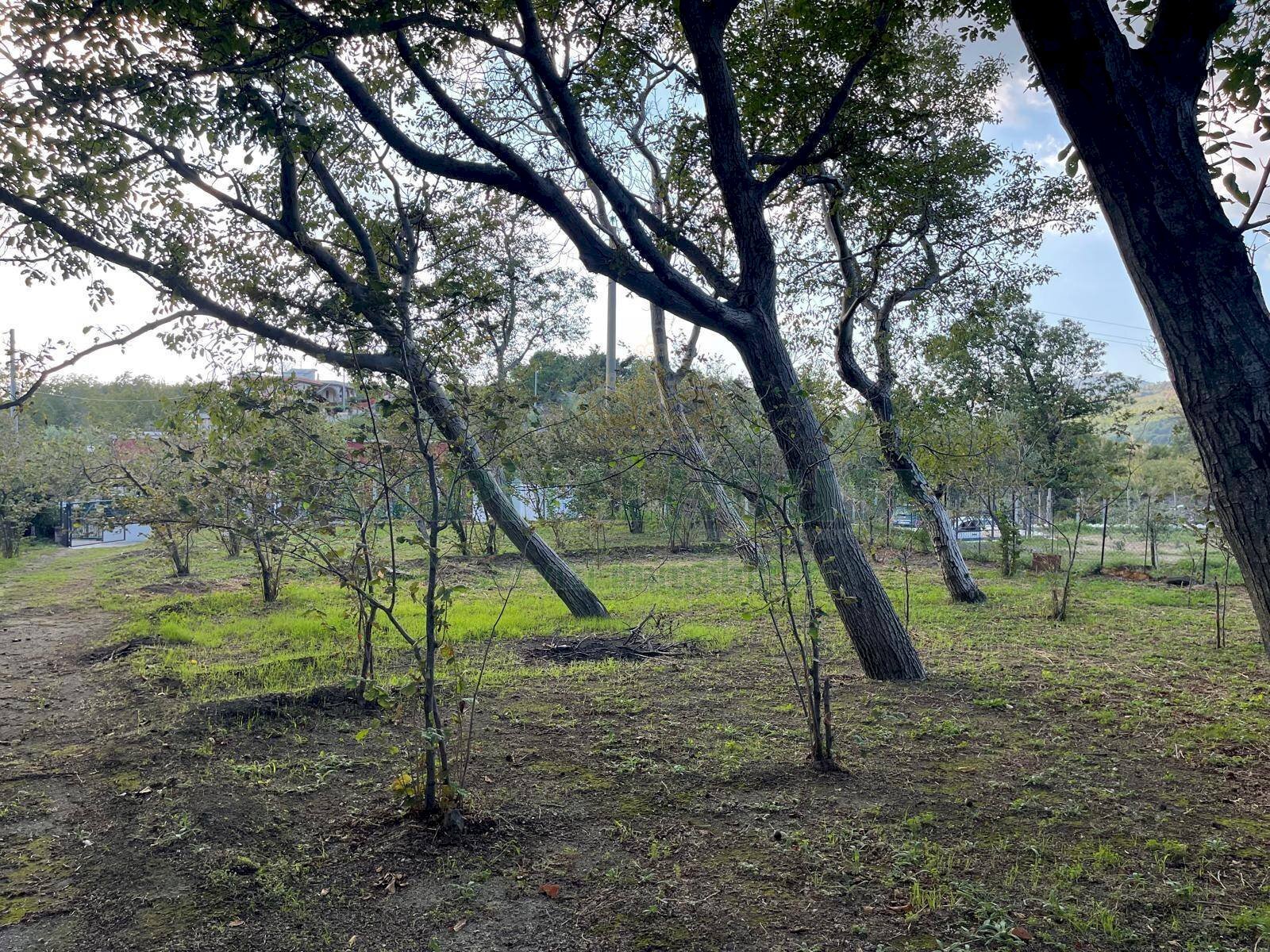 Foto 3 - Terreno agricolo via sa francesco, Avella - foto 3