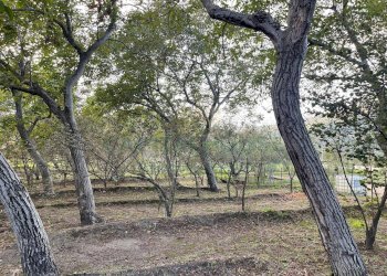 Foto 12 - Terreno agricolo via sa francesco, Avella - foto 12