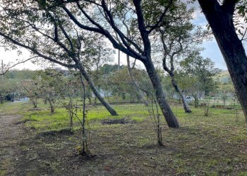 Foto 14 - Terreno agricolo via sa francesco, Avella - foto 14