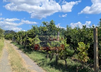 Foto 7 - Terreno agricolo Calatabiano - foto 7