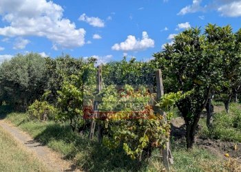 Foto 9 - Terreno agricolo Calatabiano - foto 9