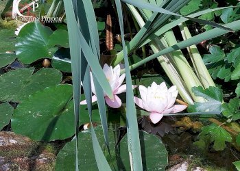 Foto 15 - Villa strada provinciale 551
 
75, Vicchio - foto 15