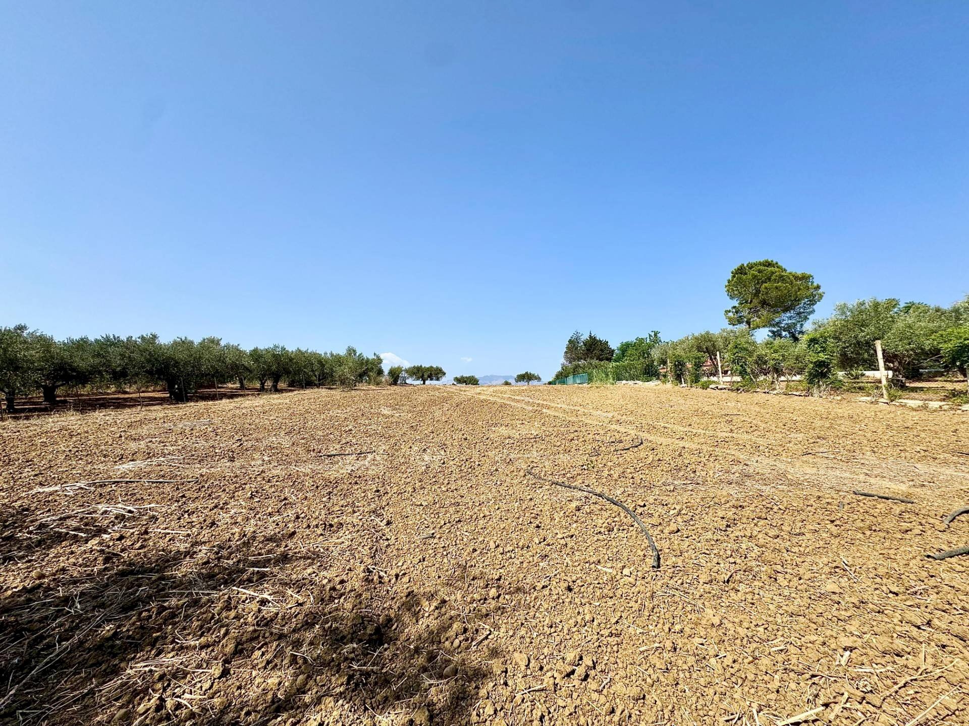 Foto 3 - Terreno agricolo Contrada Bellacera, Partinico - foto 3
