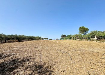 Foto 3 - Terreno agricolo Contrada Bellacera, Partinico - foto 3