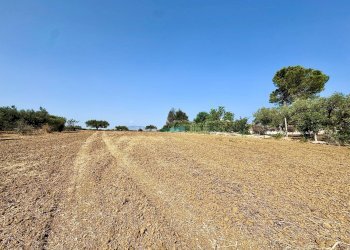 Foto 13 - Terreno agricolo Contrada Bellacera, Partinico - foto 13