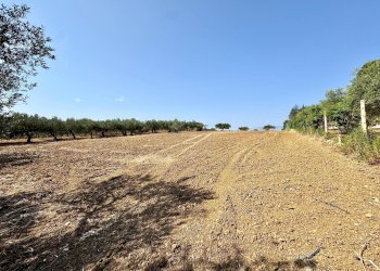 Foto 15 - Terreno agricolo Contrada Bellacera, Partinico - foto 15