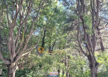 Foto 7 - Terreno edificabile via Toniolo, Busto Arsizio - foto 7