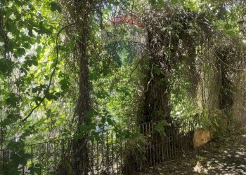 Giardino - Terreno agricolo Strada N. 21 Franca, 7, Riposto - foto 11