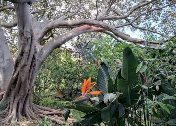 Giardino - Terreno agricolo Strada N. 21 Franca, 7, Riposto - foto 6