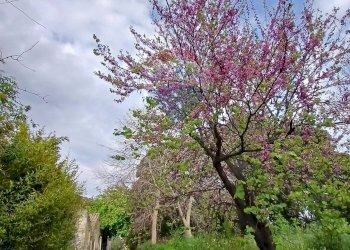 Giardino - Terreno agricolo Strada N. 21 Franca, 7, Riposto - foto 10