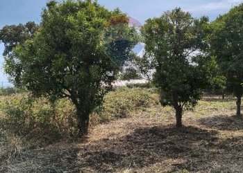 Giardino - Terreno agricolo Strada N. 21 Franca, 7, Riposto - foto 45