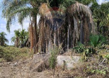 Giardino - Terreno agricolo Strada N. 21 Franca, 7, Riposto - foto 46