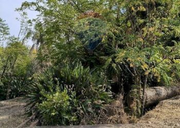 Giardino - Terreno agricolo Strada N. 21 Franca, 7, Riposto - foto 52