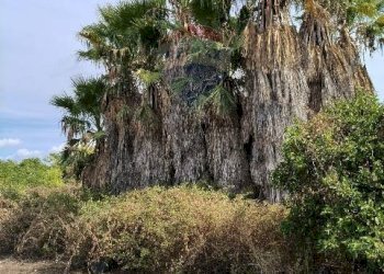 Giardino - Terreno agricolo Strada N. 21 Franca, 7, Riposto - foto 57