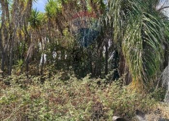 Giardino - Terreno agricolo Strada N. 21 Franca, 7, Riposto - foto 59