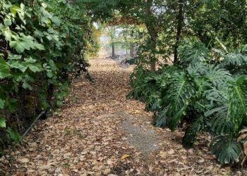 Giardino - Terreno agricolo Strada N. 21 Franca, 7, Riposto - foto 60