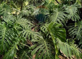 Giardino - Terreno agricolo Strada N. 21 Franca, 7, Riposto - foto 61