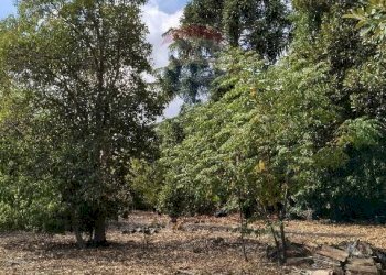 Giardino - Terreno agricolo Strada N. 21 Franca, 7, Riposto - foto 65