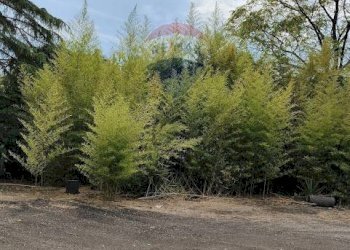 Giardino - Terreno agricolo Strada N. 21 Franca, 7, Riposto - foto 74