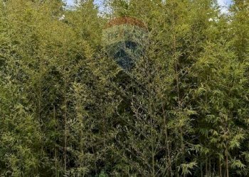 Giardino - Terreno agricolo Strada N. 21 Franca, 7, Riposto - foto 78