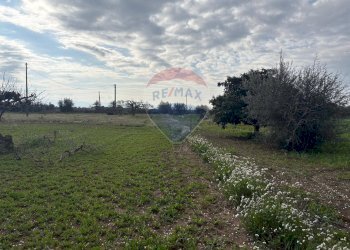 Giardino - Terreno edificabile Contrada Piano San Paolo
snc, Caltagirone - foto 14