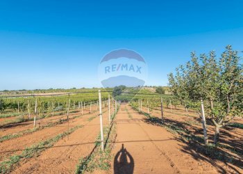 Giardino - Terreno agricolo Contrada Piano Pistone
sn, Caltagirone - foto 4