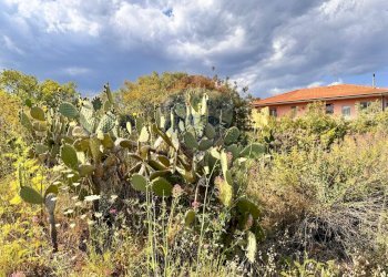 Giardino - Agricultural land VIA DELLE ORTENSIE
 
15, Pedara - photo 7