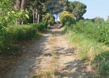 Giardino - Terreno agricolo C.da Imaccari Soprano
 
snc, Mirabella Imbaccari - foto 15